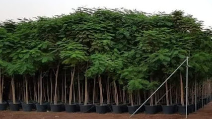 Green Leaf Plants Nursery - Umm Al Quawain - +971 52 800 0899