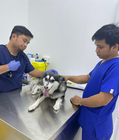City Pet Veterinary Clinic & pet grooming - Umm Al Quawain - +971 52 426 6837