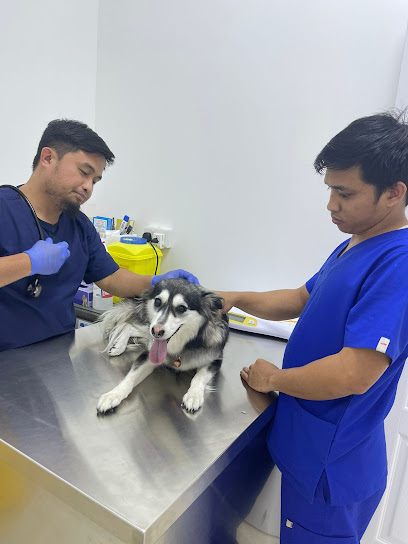 City Pet Veterinary Clinic & pet grooming - United Arab Emirates|Al Rawda 3 - Ajman|Damascus street