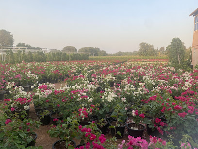 Green Seed Bed Nursery Dibba(Salman nurseries) - Umm Al Quawain - +971 55 104 5361