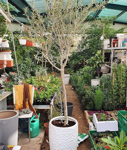 New Sharjah Plant Market - Umm Al Quawain -