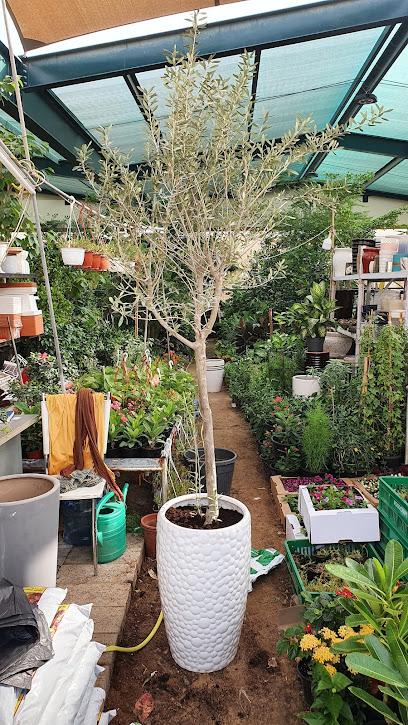 New Sharjah Plant Market - United Arab Emirates|Alsajaa Industrial - Sharjah|8J42+MW