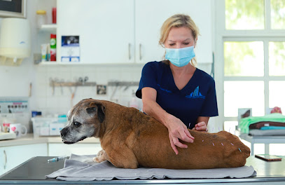 Modern Vet Hospital - Umm Al Quawain - +971 800 82