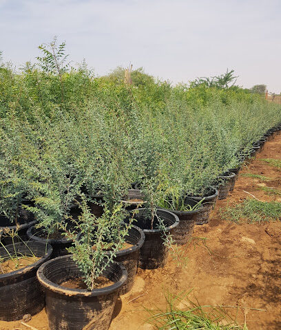Farm to fork - Umm Al Quawain - +971 55 744 3844
