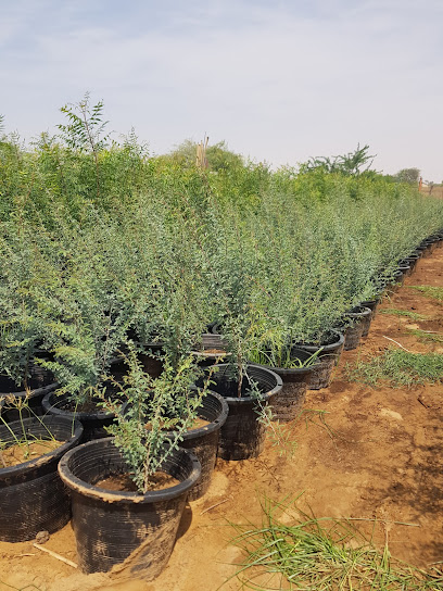 Farm to fork - United Arab Emirates|Al Zubair Orchards - Sharjah|9JVM+FJJ