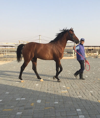 Al Marar stud for Arabian horses - Sharjah -