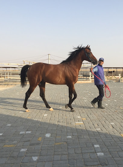Al Marar stud for Arabian horses - United Arab Emirates|Zayed City - Abu Dhabi|Unnamed Road|MPJ5+GRF