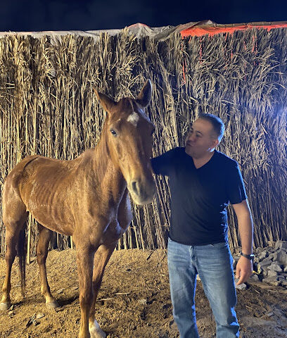 Al Tayebeen Stables - Sharjah - +971 56 598 0570