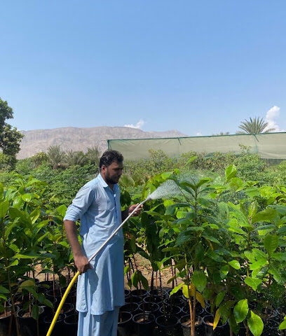 Faisal Irfan Nursery - Umm Al Quawain -
