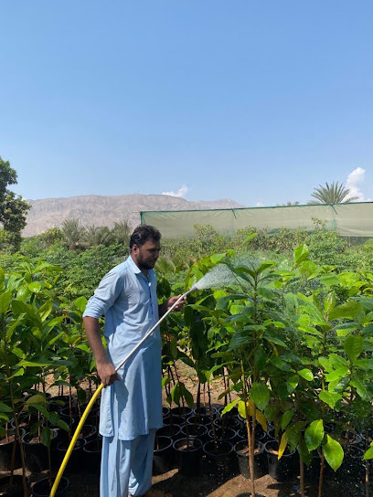 Faisal Irfan Nursery - United Arab Emirates|Fujairah|Unnamed Road|H6GM+992