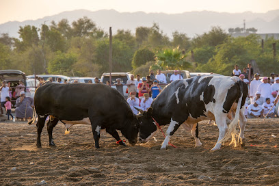 Fujairah Bull Fighting - Sharjah - +971 50 779 9959