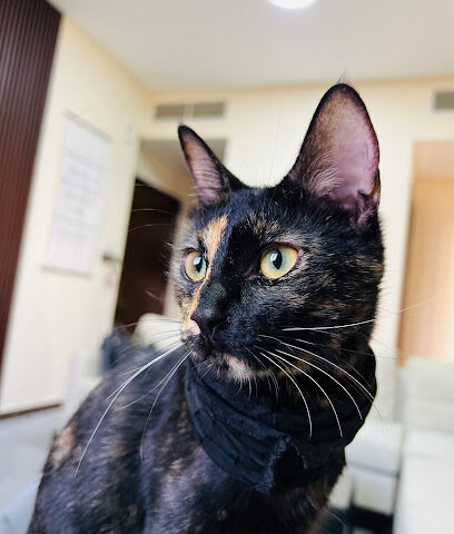 Soul Veterinary Clinic - عيادة سول البيطرية - Umm Al Quawain - +971 54 321 1559