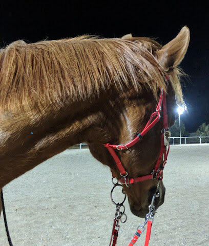 AAK Stables - Sharjah - +971 50 661 7617