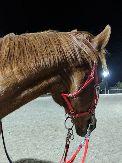 AAK Stables - United Arab Emirates|Al Wathba - Abu Dhabi|5QG6+2G5