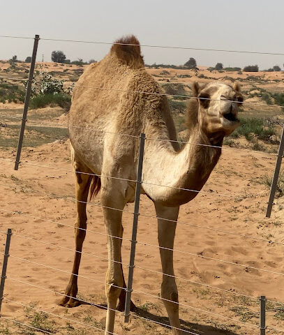 Emirates Camel Center - مركز الامارات للهجن - Umm Al Quawain - +971 55 507 1000