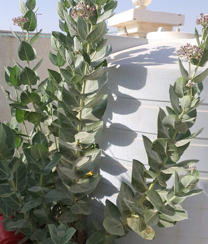 مجلس زايد بو حميد - Umm Al Quawain - +971 50 622 2120