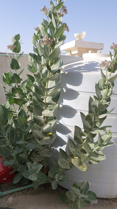 مجلس زايد بو حميد - United Arab Emirates|Abu Dhabi|Unnamed Road