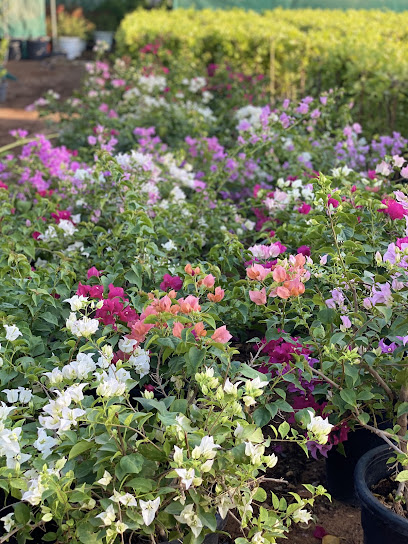 Asrar Nursery Sales - United Arab Emirates|Fujairah|Unnamed Road