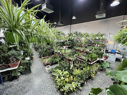 Ali Mohd Saeed flowers - Sharjah - +971 55 949 9971