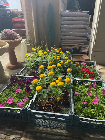 Small plant shop - United Arab Emirates|Umm Suqeim - Jumeirah 3 - Dubai|61 4d St|61