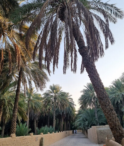 Al Ain Oasis - Umm Al Quawain -
