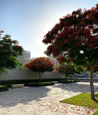 Jaddaf Chammaki grass area - Sharjah -