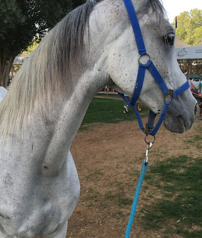 إسطبلات مزنة - Mazna Stables - Sharjah - +971 50 800 4994