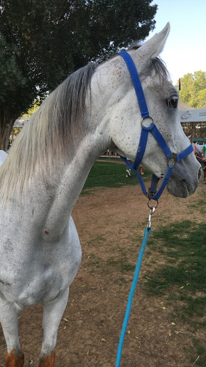 إسطبلات مزنة - Mazna Stables - United Arab Emirates|Al Wathba - Al-Wathba South - Abu Dhabi|5PPM+88C
