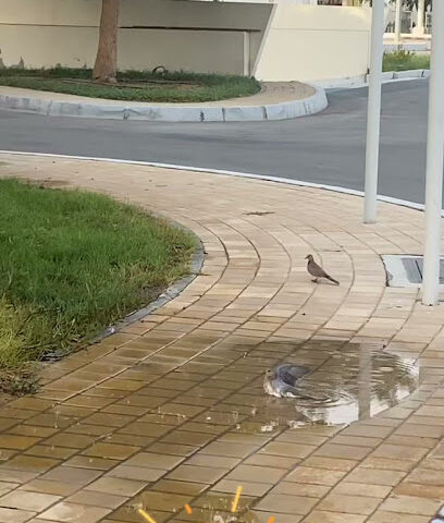 Abu Dhabi Ladies Club Tennis Courts - Sharjah -