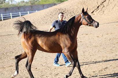 مربط العتيبة ،Al Otaiba stud - Sharjah - +971 50 150 0154