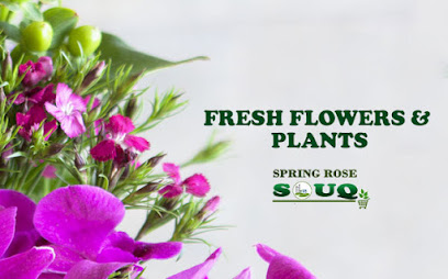 Spring Rose Souq | Buy Plants Online | Buy Indoor Plants Online - Umm Al Quawain - +971 4 546 8881