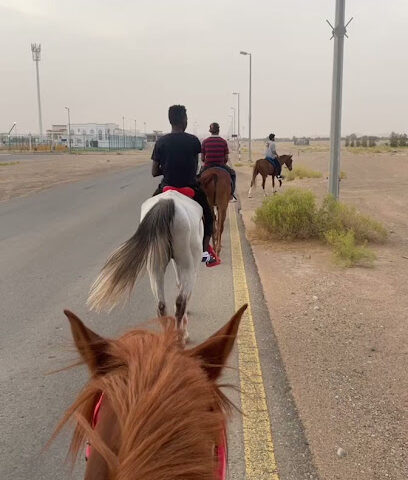 اسطبل مزاحم للفروسية - Sharjah - +971 50 820 0601