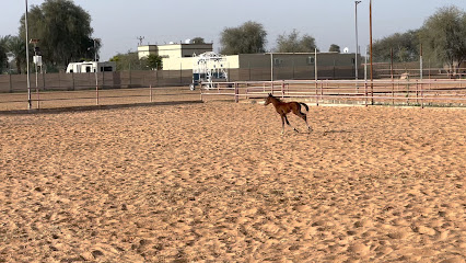 Julphar Stud مربط جلفار للخيول العربية - Sharjah -