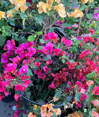 Plants Nursery Shop #25 - Umm Al Quawain -