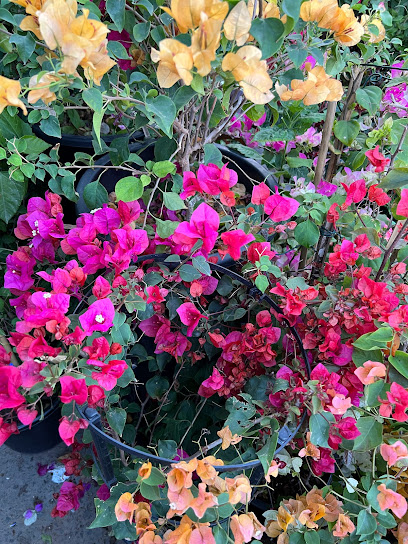 Plants Nursery Shop #25 - United Arab Emirates|Zayed Port - Mina Zayed - Abu Dhabi|G98F+WJC