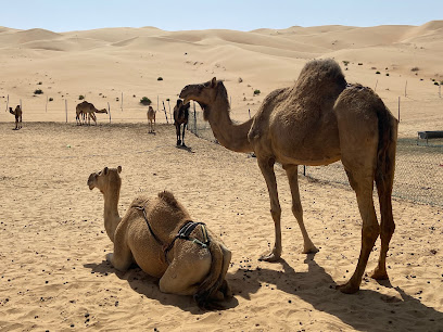 Black Camel Farm - Sharjah -