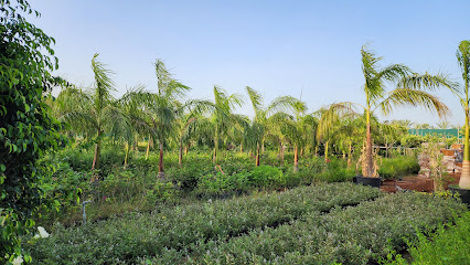 مشتل القلمون Al Qalamoon Nursery - Umm Al Quawain - +971 55 196 9270