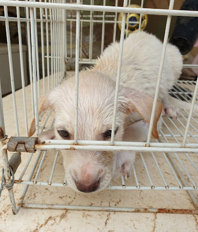 RAK Veterinary Center - Umm Al Quawain - +971 7 235 1781