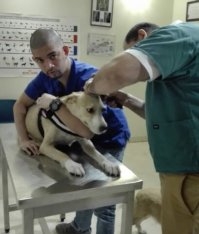 Australian Veterinary Hospital - Umm Al Quawain - +971 2 556 2990