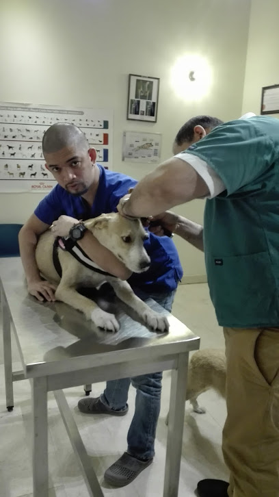 Australian Veterinary Hospital - United Arab Emirates|Khalifa City - Al Forsan Village - Abu Dhabi|opposite A|St. 12