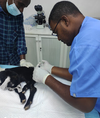 AlTuhami Veterinary Clinic - Umm Al Quawain - +971 2 563 1380
