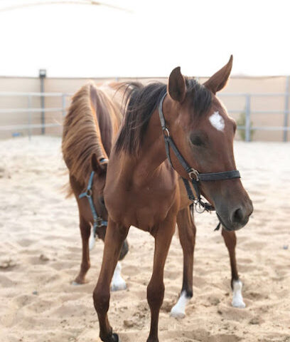 Al Muflehi Private Horse Stable - Sharjah - +971 50 642 3133