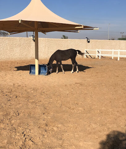 اسطبل خيول - Sharjah - +971 50 116 6650