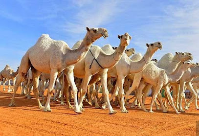 مختبر البيرق البيطري - Umm Al Quawain - +971 56 156 3816
