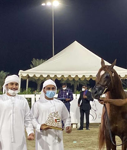 Suhaim Stud - Sharjah - +971 50 124 6007