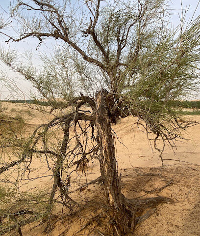 محمية الارطى Al-Artaa Reserve - Sharjah -