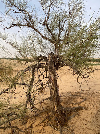 محمية الارطى Al-Artaa Reserve - United Arab Emirates|مَحْضَر بُو صَدَيِن - Abu Sadeen - Abu Dhabi|4MHJ+4P
