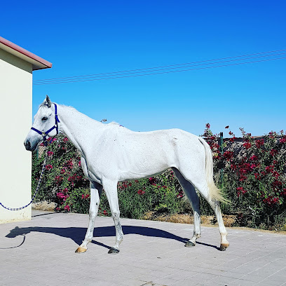 Binsalmeen Stable - Sharjah - +971 56 482 4741