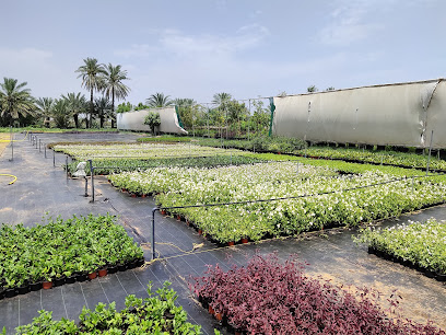 Gover Nursery -Dibba,Fujaira - Umm Al Quawain - +971 56 501 5231