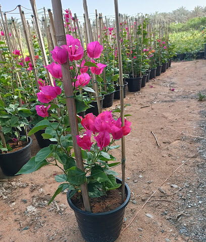 Al Safa Nursery LLC - Umm Al Quawain - +971 50 590 3840
